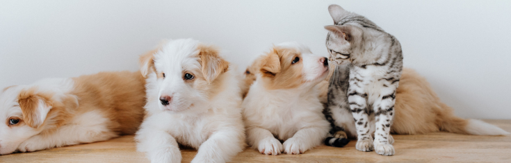 Animal Services Banner